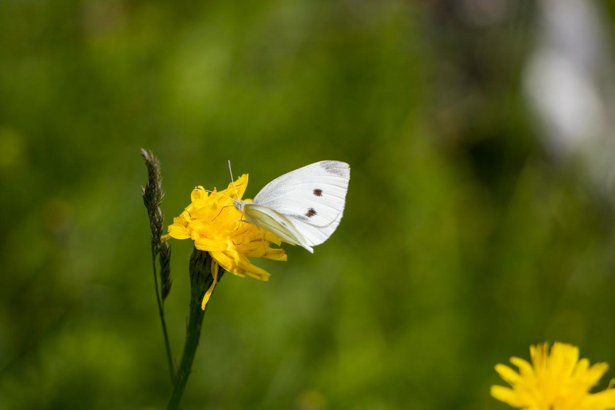 A white butterfly is pictured perched on a yellow flower.