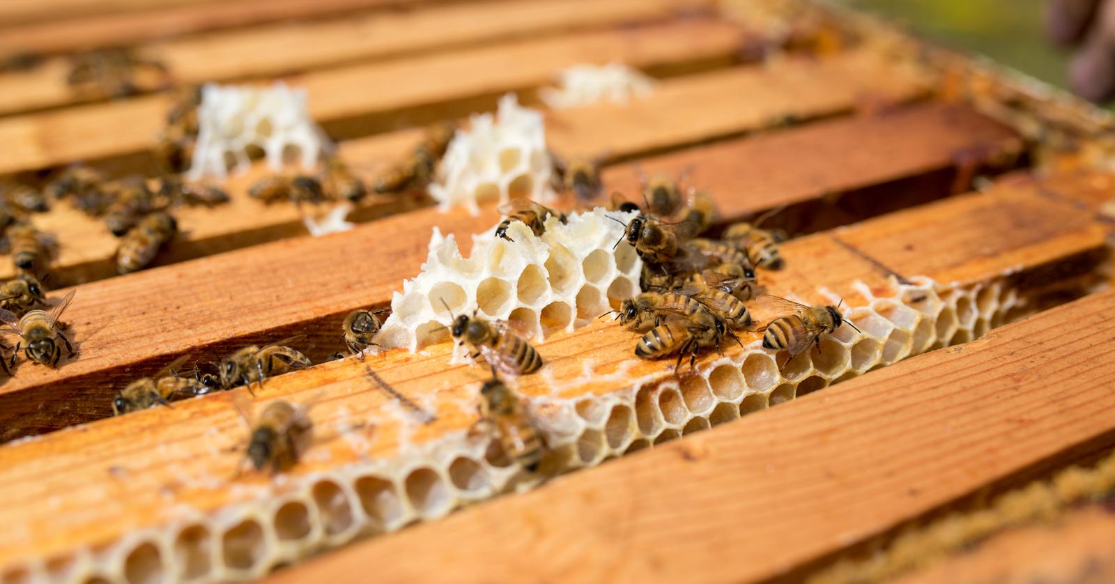 These Beekeepers Are Growing Hives On Rooftops And Their Own Backyards