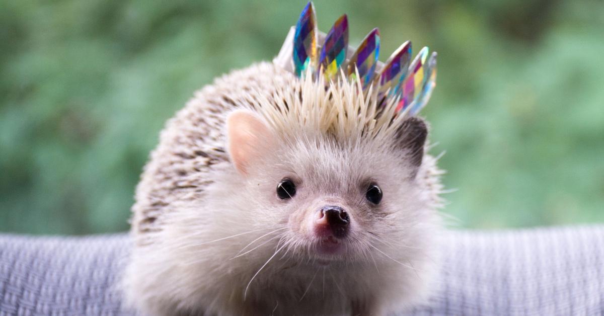 A hedgehog wears a tiny crown. 