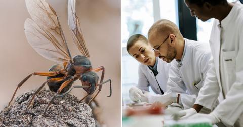 (L) An image of a queen ant. (R) Scientists are looking at something. (Representative Cover Image Source: Getty Images | (L) Goldi59 (R) Hinterhaus Productions)