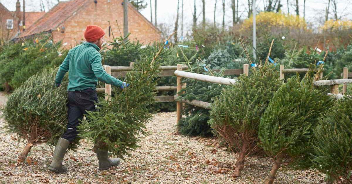 A person moving dozens of trees into a yard. (Representative Cover Image Source: Getty Images | Richard Drury)