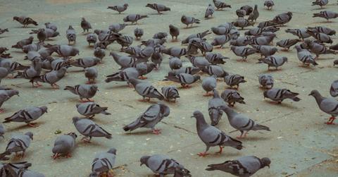 A group of pigeons gather together on the sidewalk