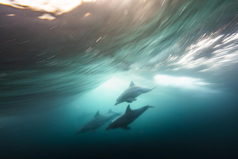 A blurred photo of a pod of three dolphins swimming under a wave. 