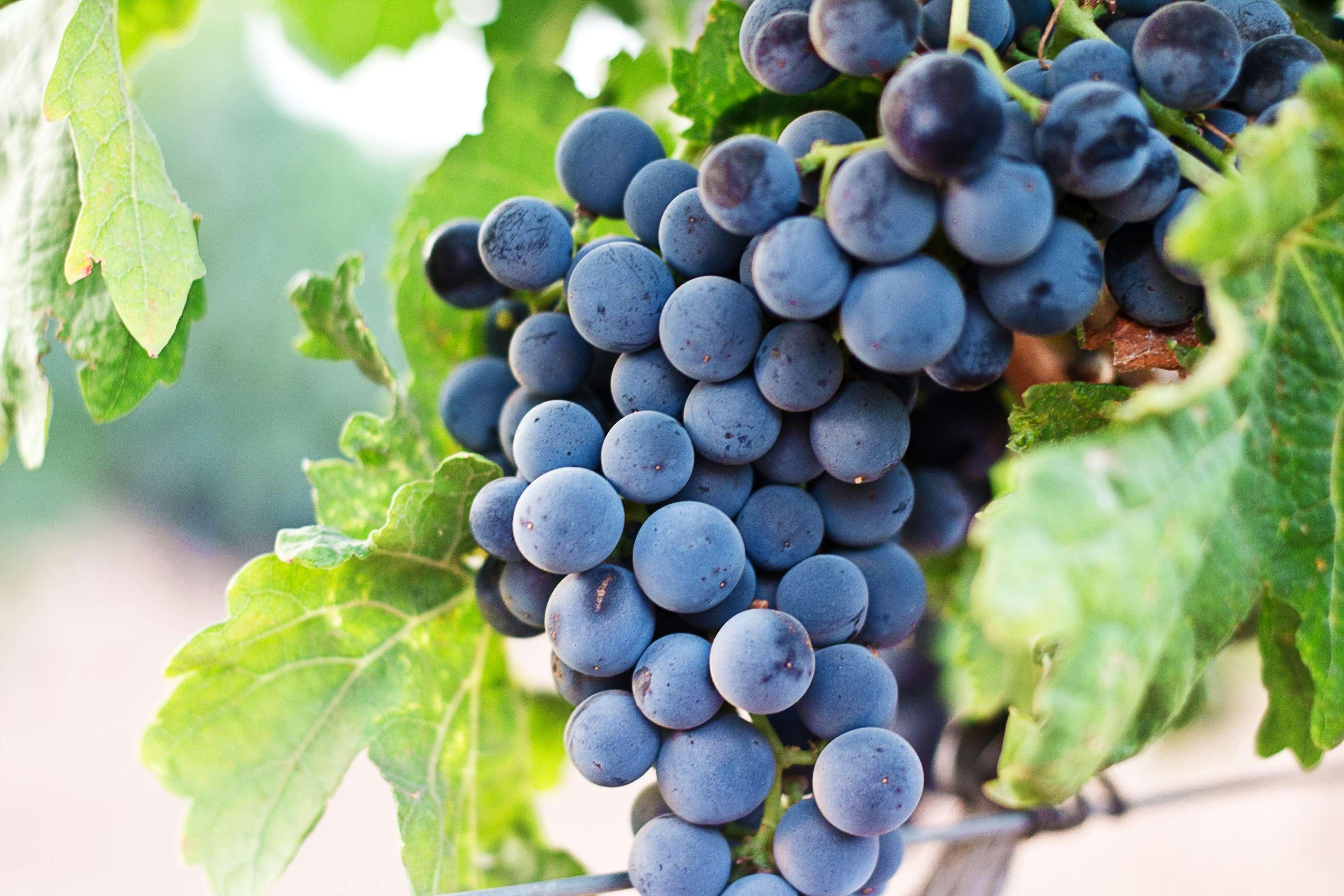 Black grapes appear pictured in a vineyard.