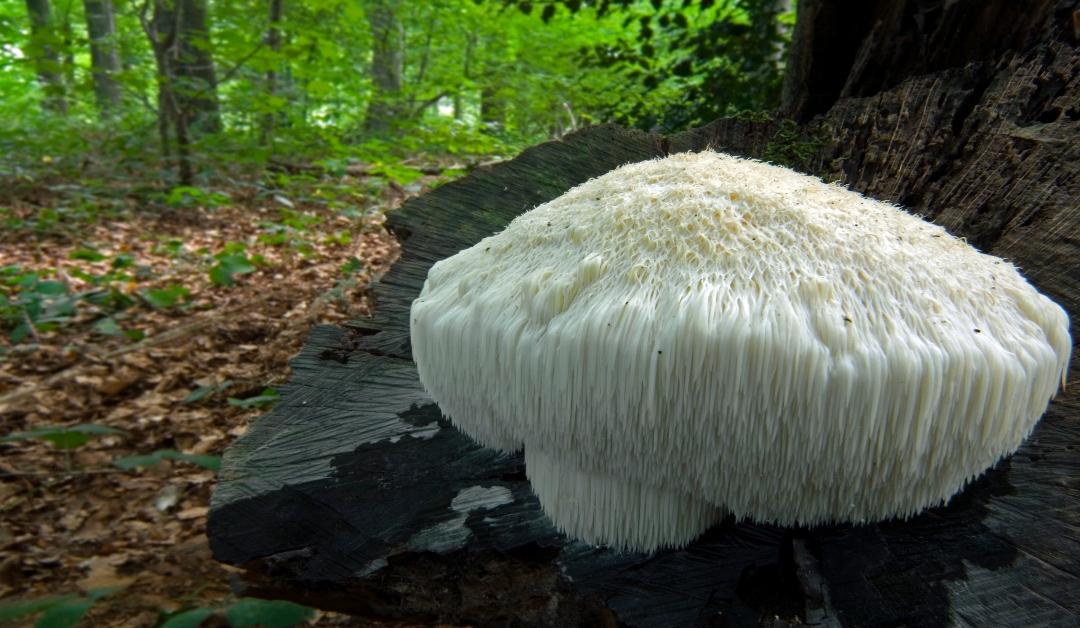 Lion's mane mushroom growing on a tree trunk in the forest 