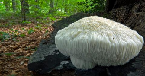 Lion's mane mushroom growing on a tree trunk in the forest