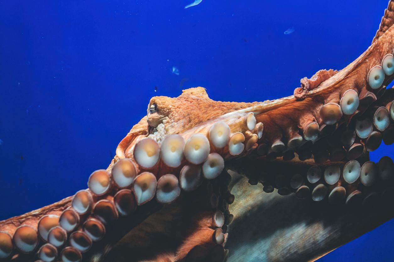 Close up of octopus in aquarium