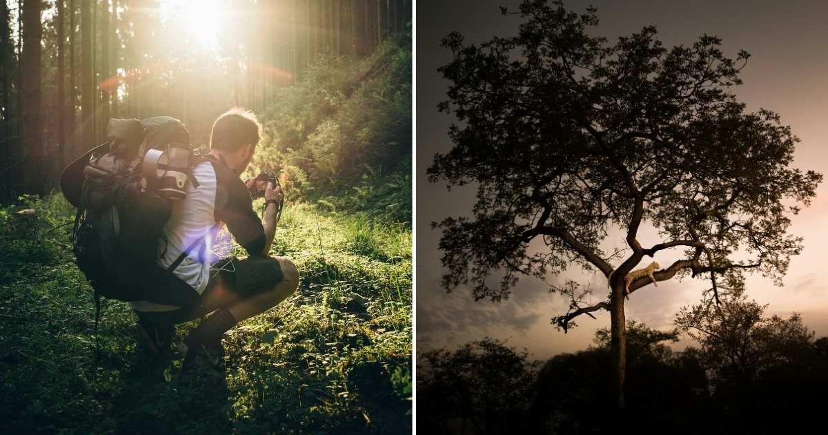 (L) A photographer in a forest capturing a wild animal. (R) A jaguar resting on a tree branch. (Representative Cover Image Source: Unsplash | (L) Edward Virvel, (R) Gernimo)