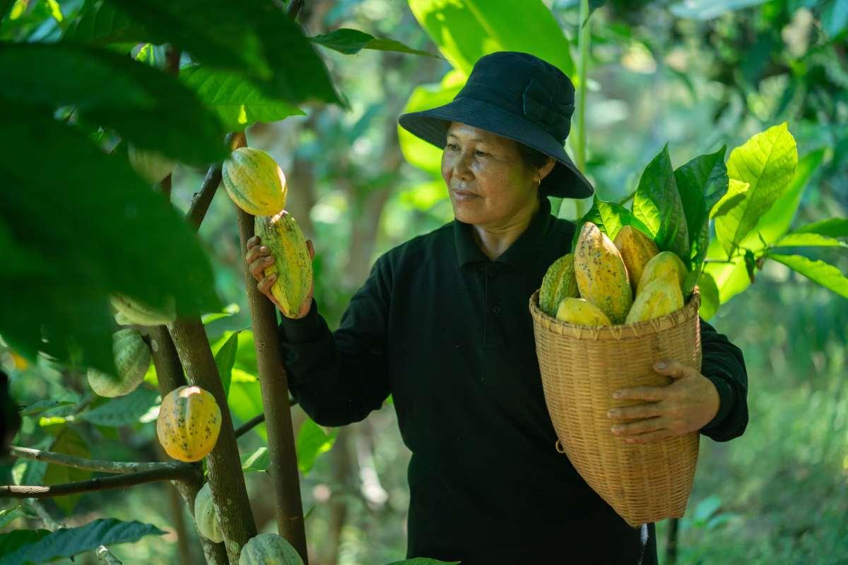 pn/cfc bd f a dcfadcc