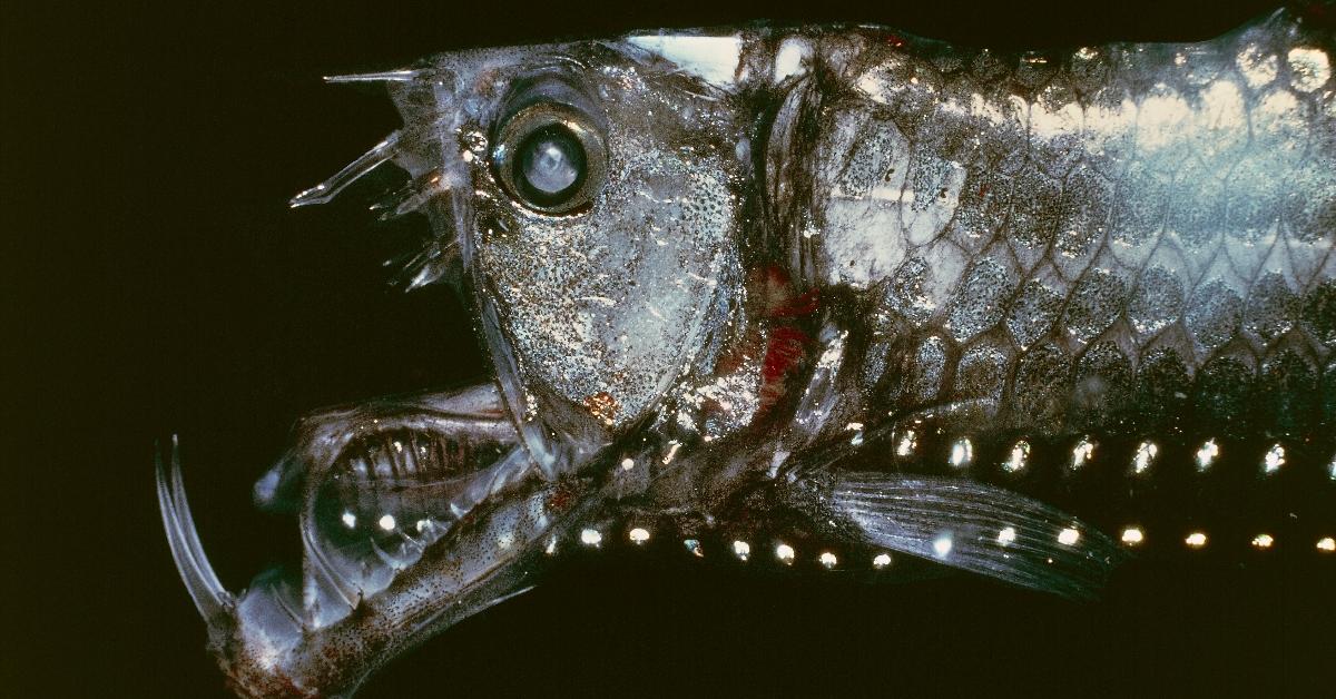 A viperfish