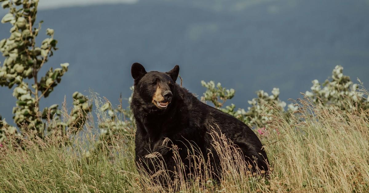 A black bear stands in the tall grass