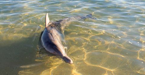 baby dolphin fort myers florida plastic