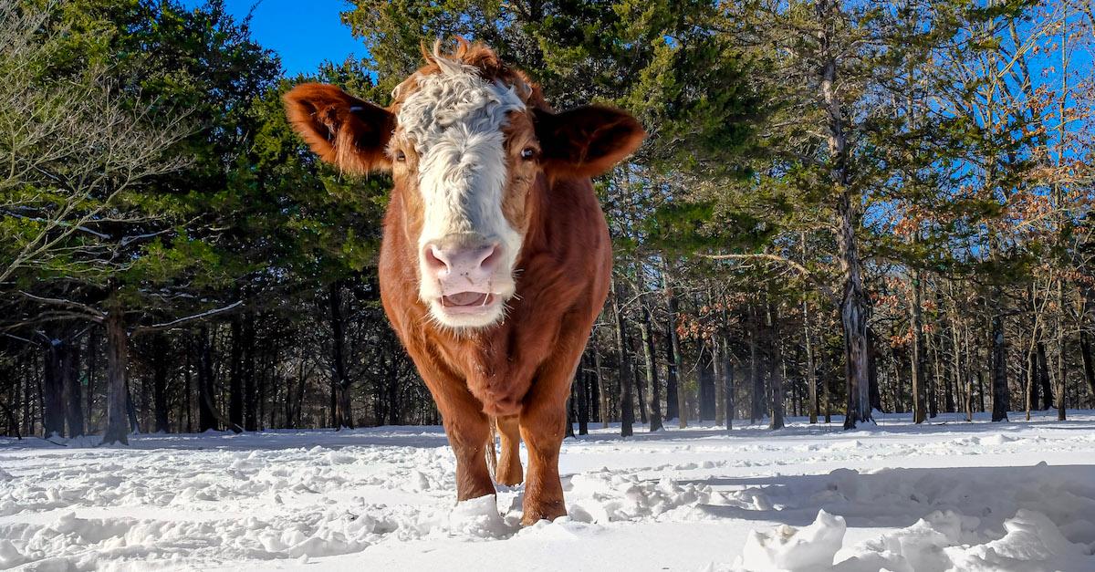 The Gentle Barn New York Cow