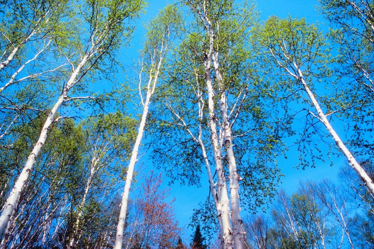 Birch trees against a blue sky