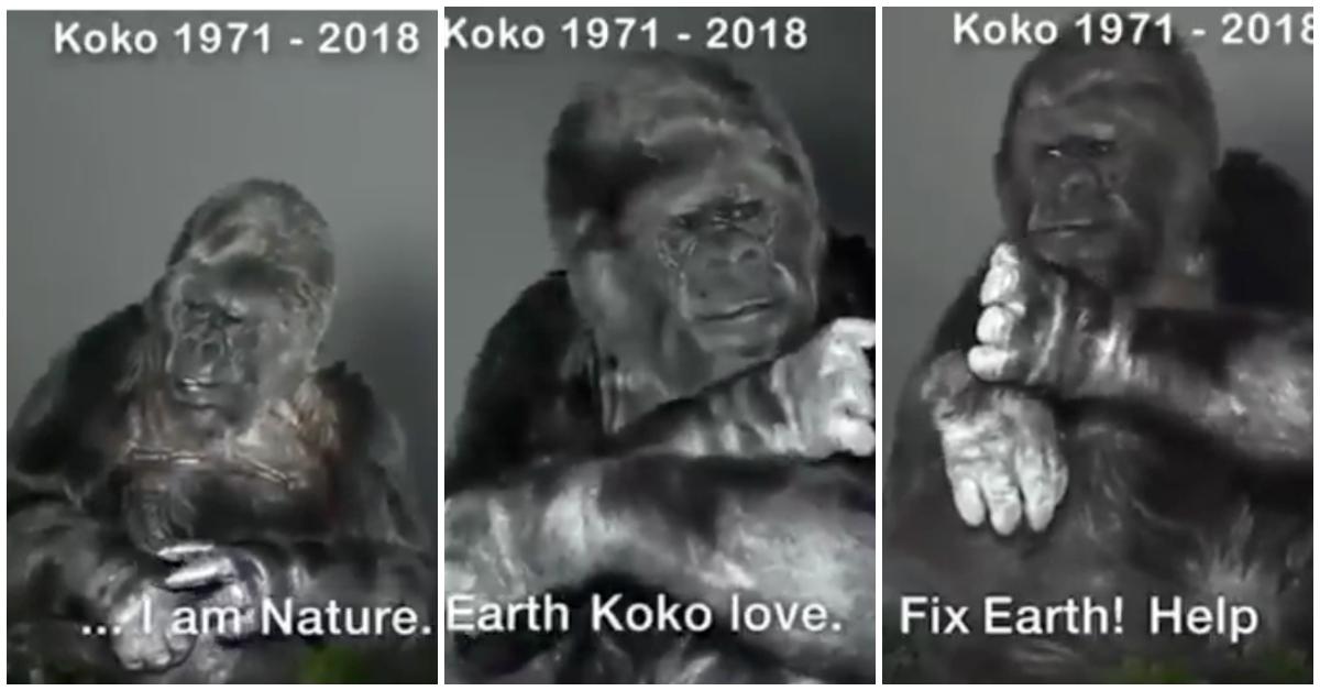koko last words video