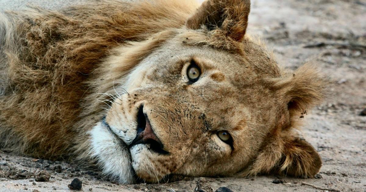 A lion lays on her side as she stares forward