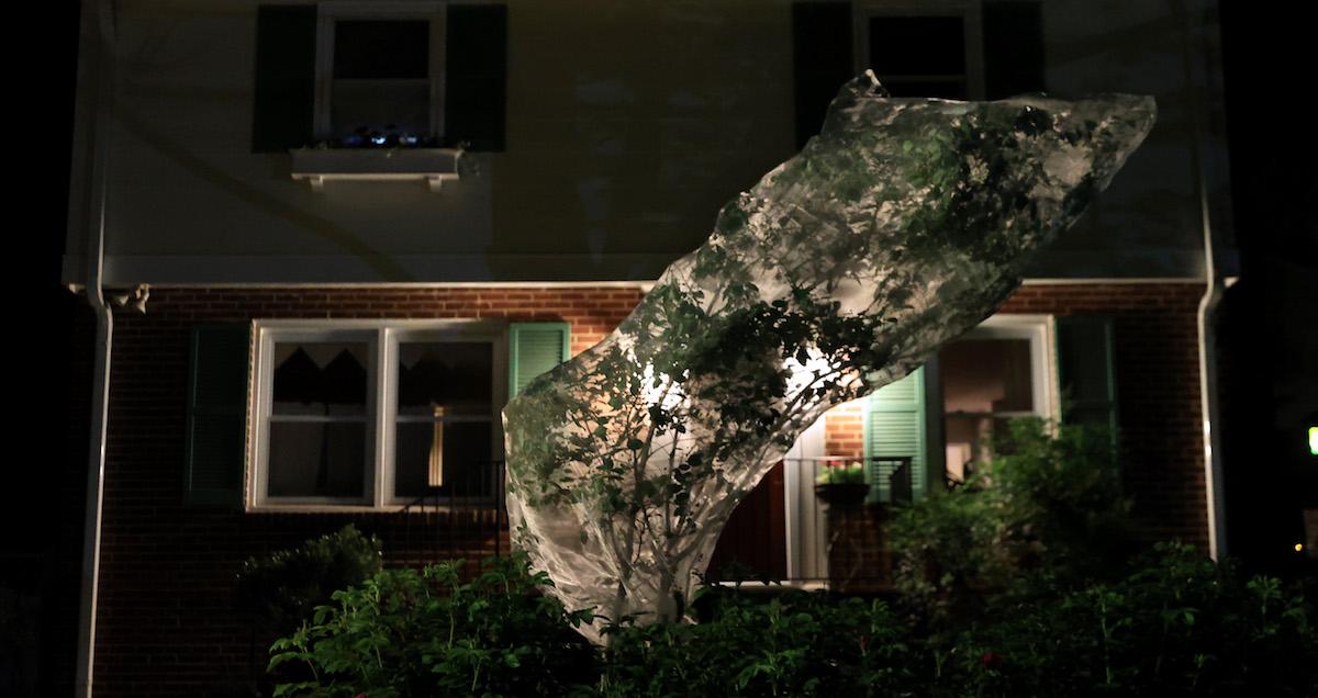 Tree covered in netting