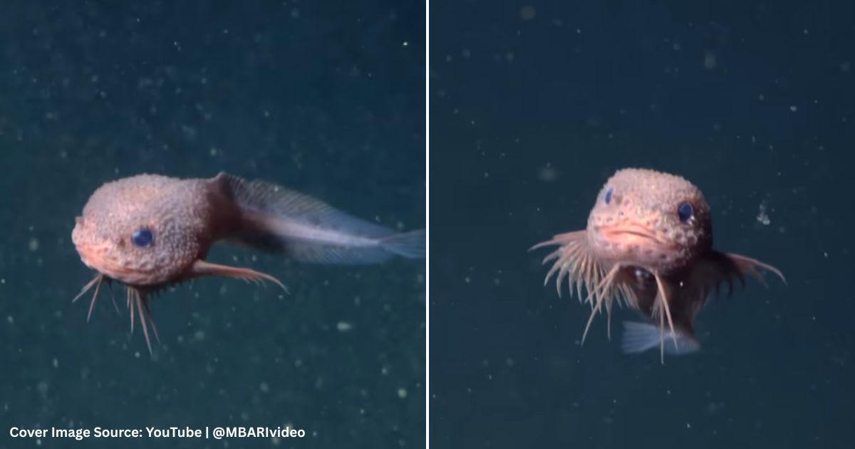 Screenshots of a new species of snailfish. (Cover Image Source: YouTube | @MBARIvideo)