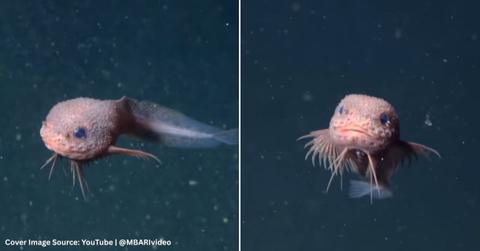 Screenshots of a new species of snailfish. (Cover Image Source: YouTube | @MBARIvideo)
