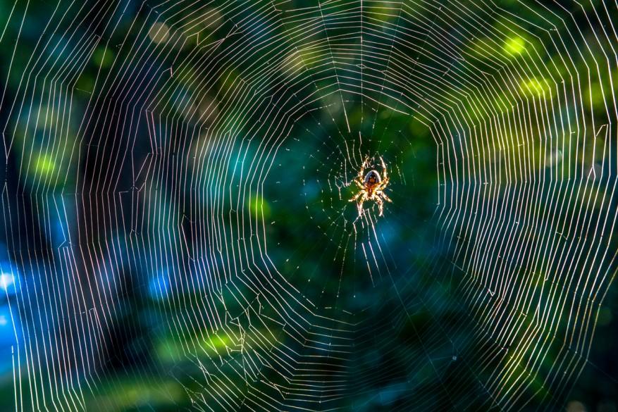 A small spider appears on the top-center side of a web.