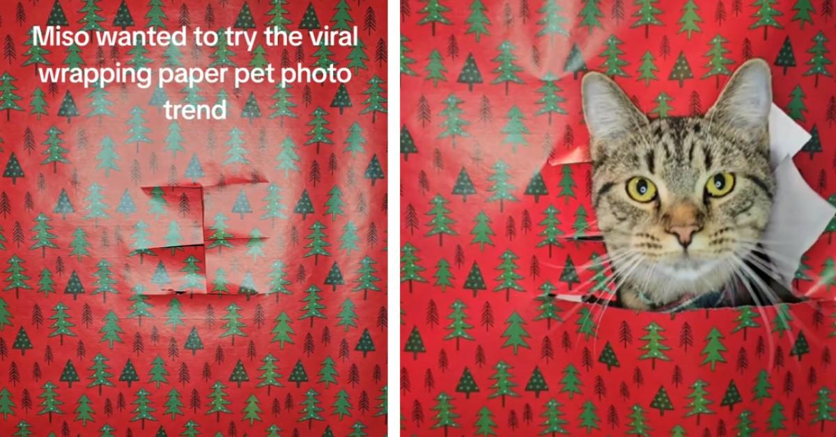 Miso the cat participates in the wrapping paper challenge