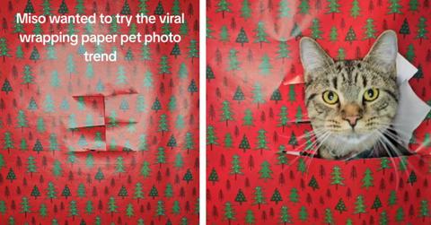 Miso the cat participates in the wrapping paper challenge
