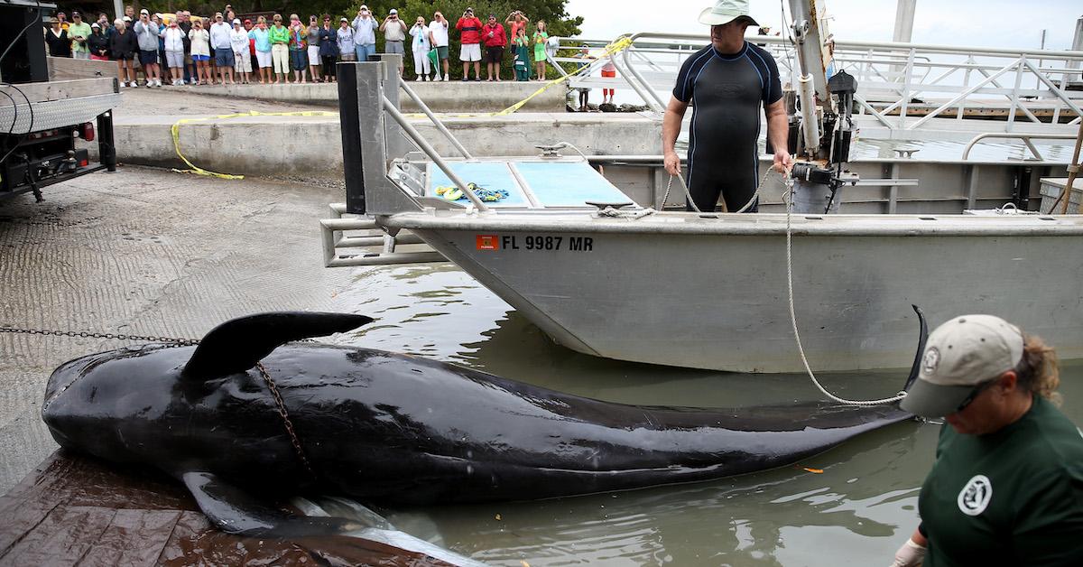 Pilot Whales Beached