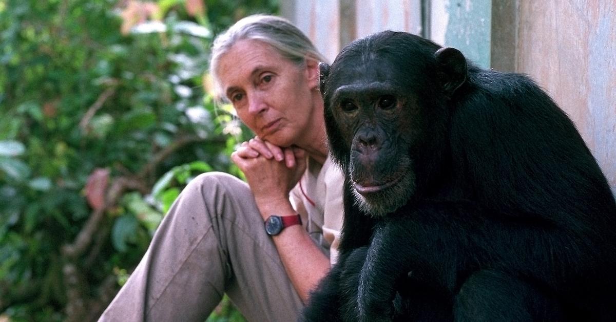 Jane Goodall and chimpanzee