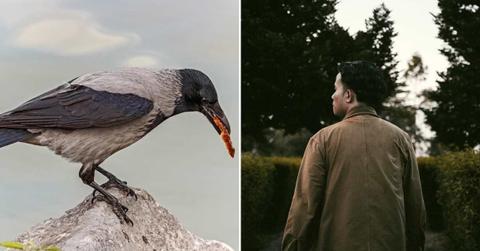 (L) A crow with a chicken drumstick in its beak, (R) A man looking at the garden (Representative Cover Image Source: Pexels | (L) Laszlo Glak, (R) Luxinate Fynt)