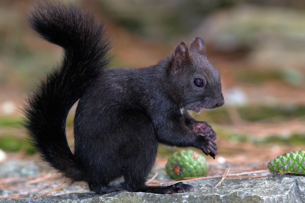 A black squirrel is photographed with pine cones beside it. 