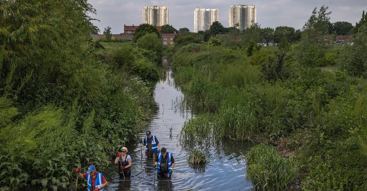 Urban Rewilding