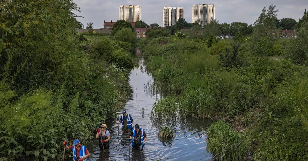 Urban Rewilding Examples What Is Urban Rewilding? Making Cities Greener Increases Biodiversity