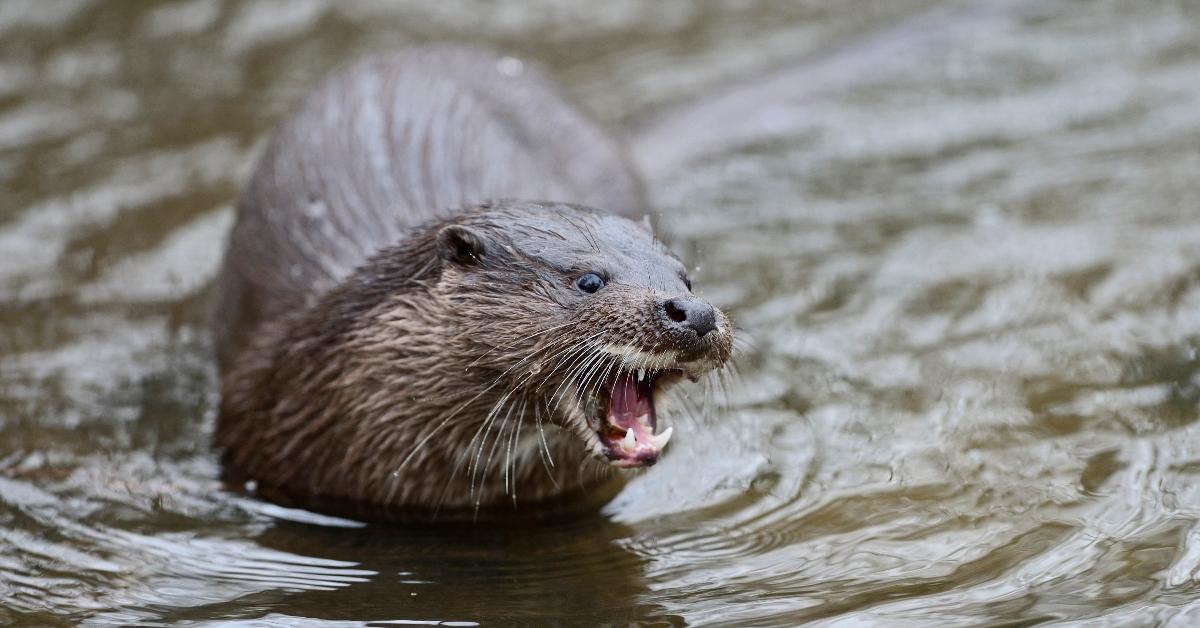 One aggressive-looking otter in the water. 