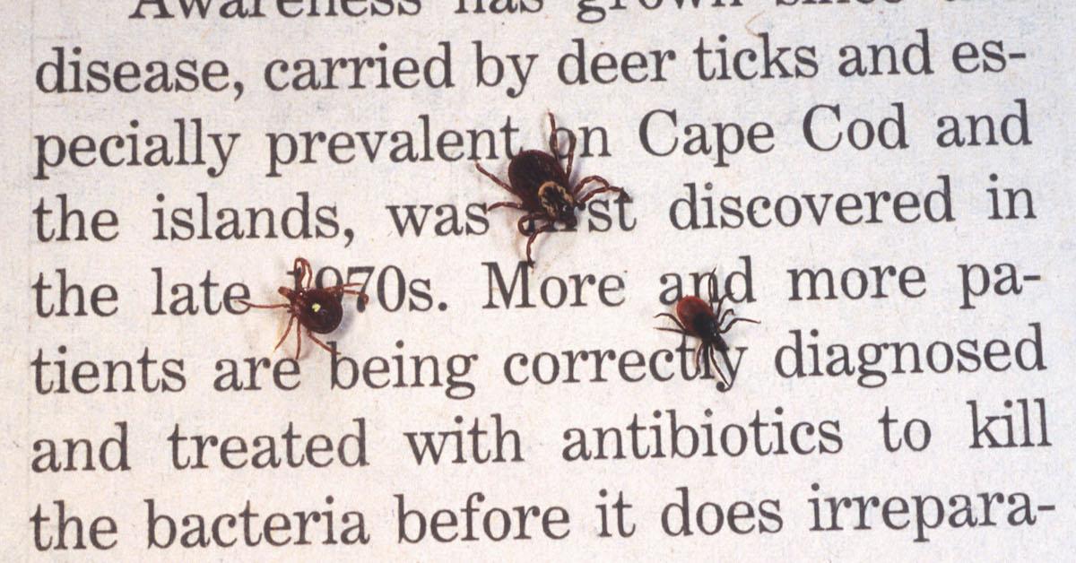 Natural ways to repel ticks