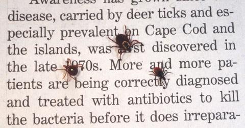 Natural ways to repel ticks