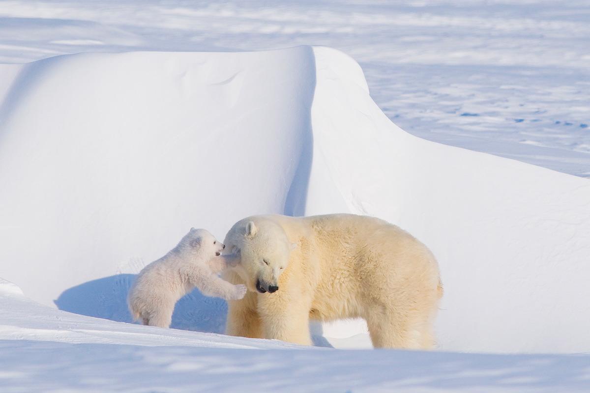 polar bear