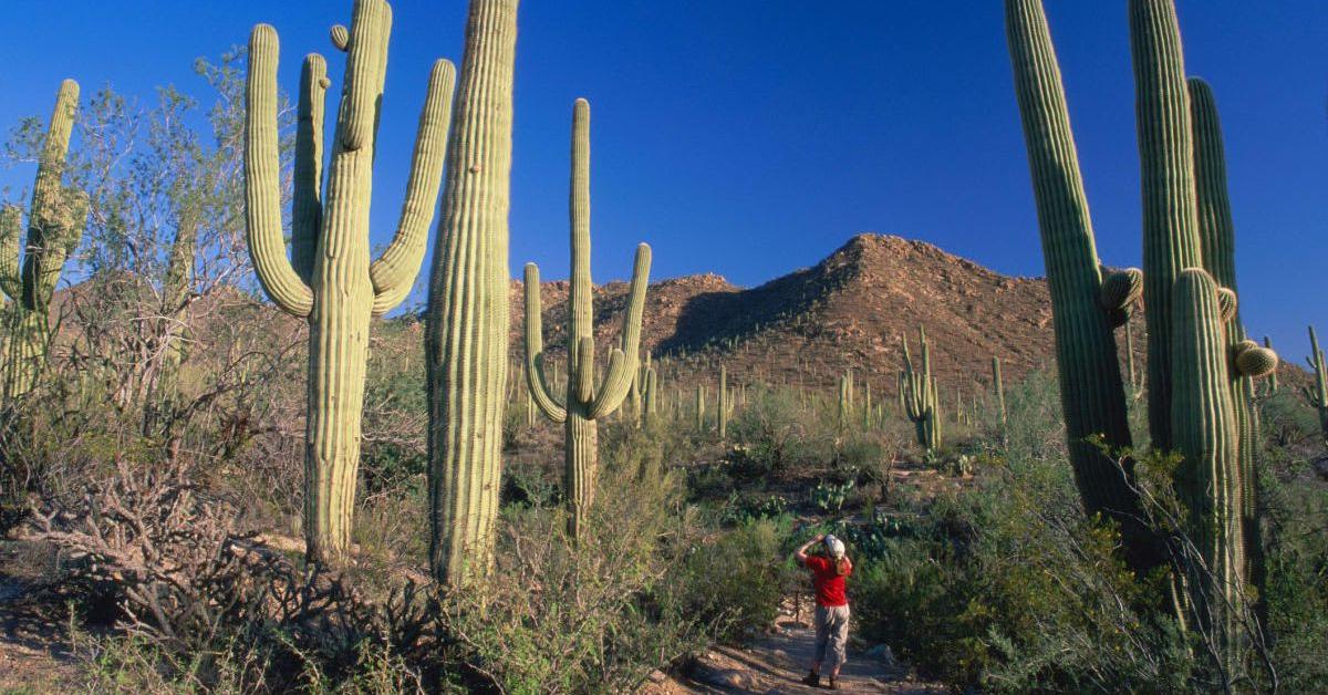 Arizona National Park Adds Small Patch of Land That Could Have Big Impact  on Desert Ecosystem