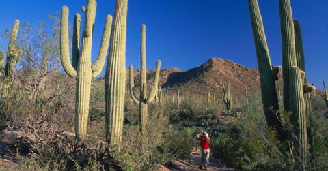 A girl is seen taking a photo at the Saguaro National Park. (Representative Cover Image Source: Getty Images | David C Tomlinson)