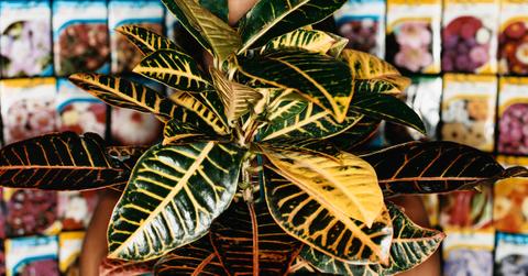 Why your rubber plant is dropping leaves