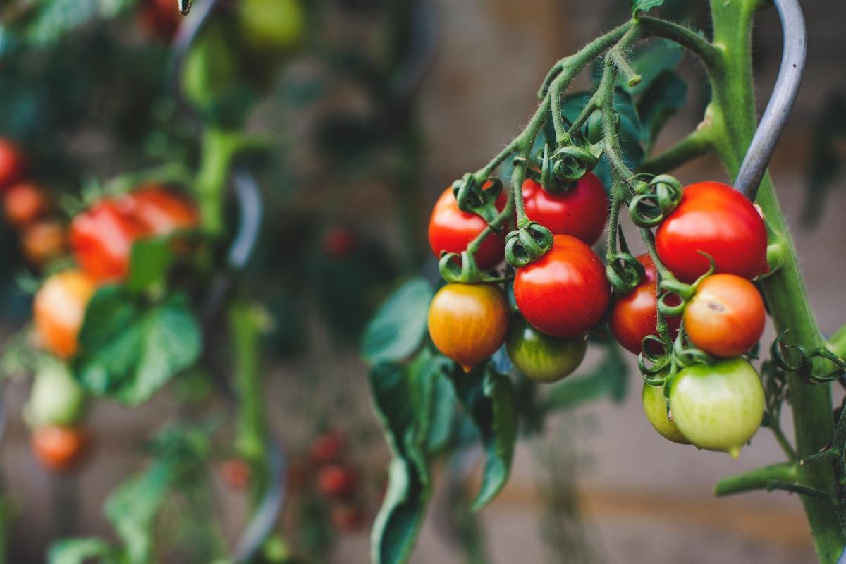 red and green tomatoes on the tomato plant