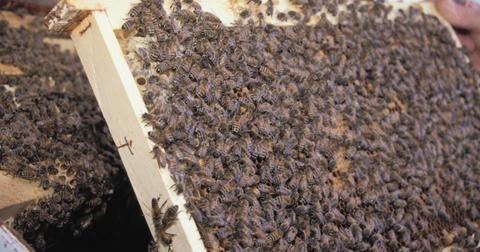 Is Beeswax Ethical