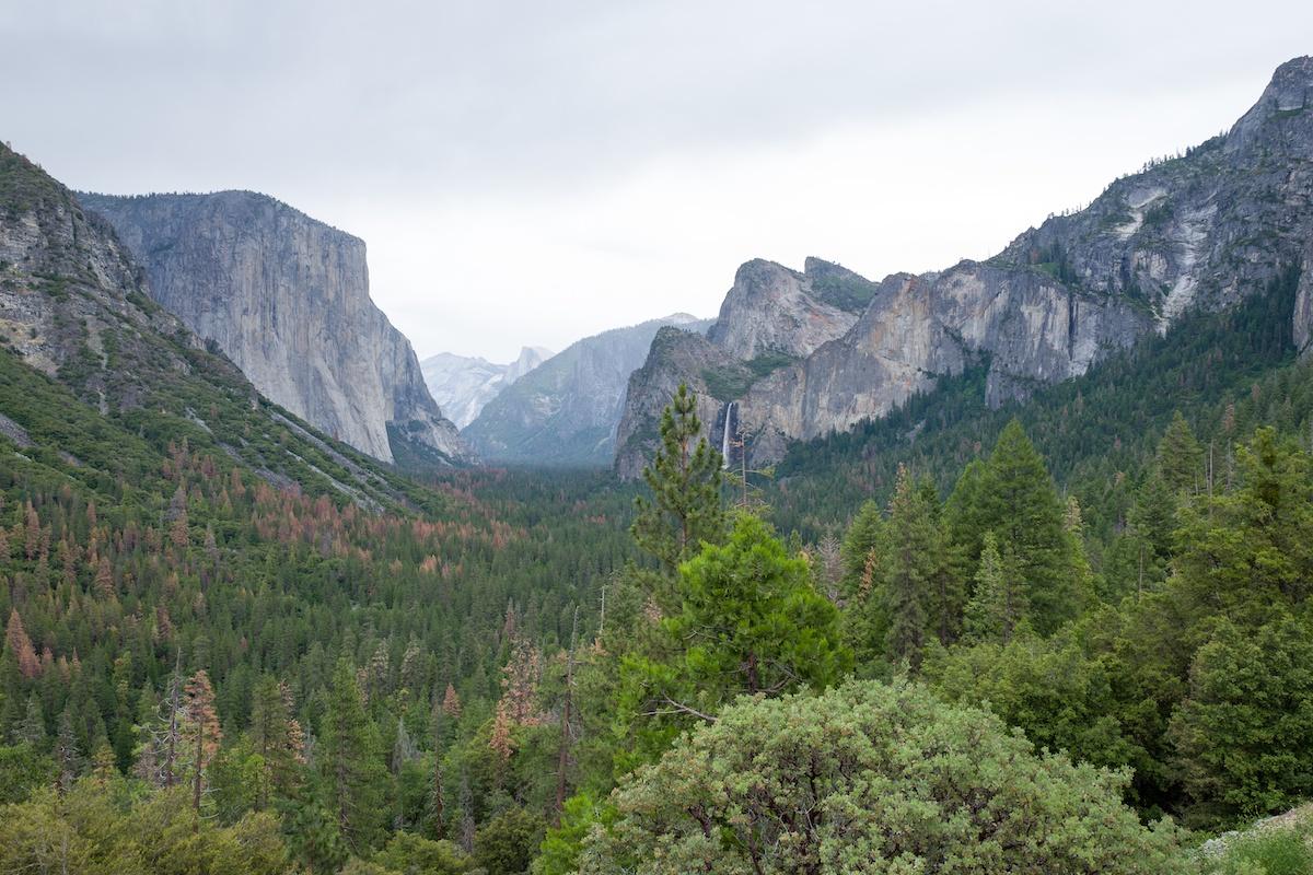 Yosemite's Bears Take Over Park Amidst Coronavirus Lockdown(02)