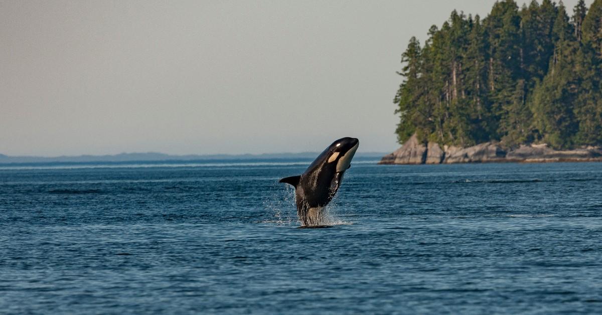 An orca breaches of the cost in the Pacific Northwest 