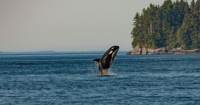 Orcas Spotted Wearing Salmon Hats