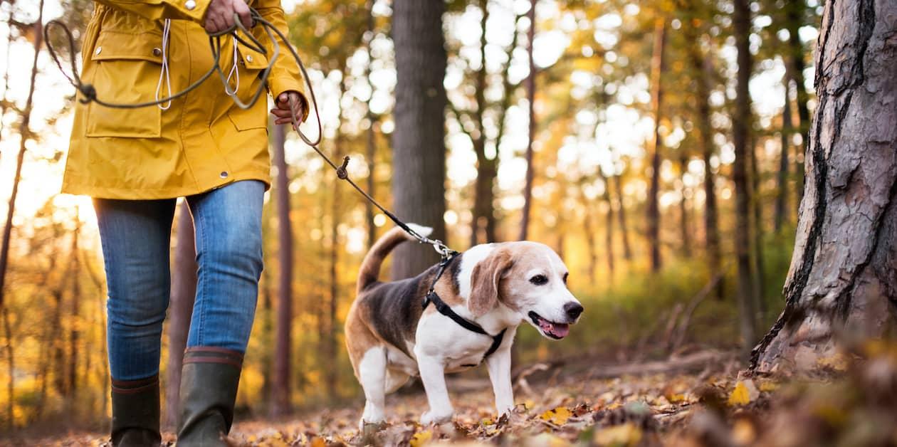 Person walking in the woods with an older Beagle dog