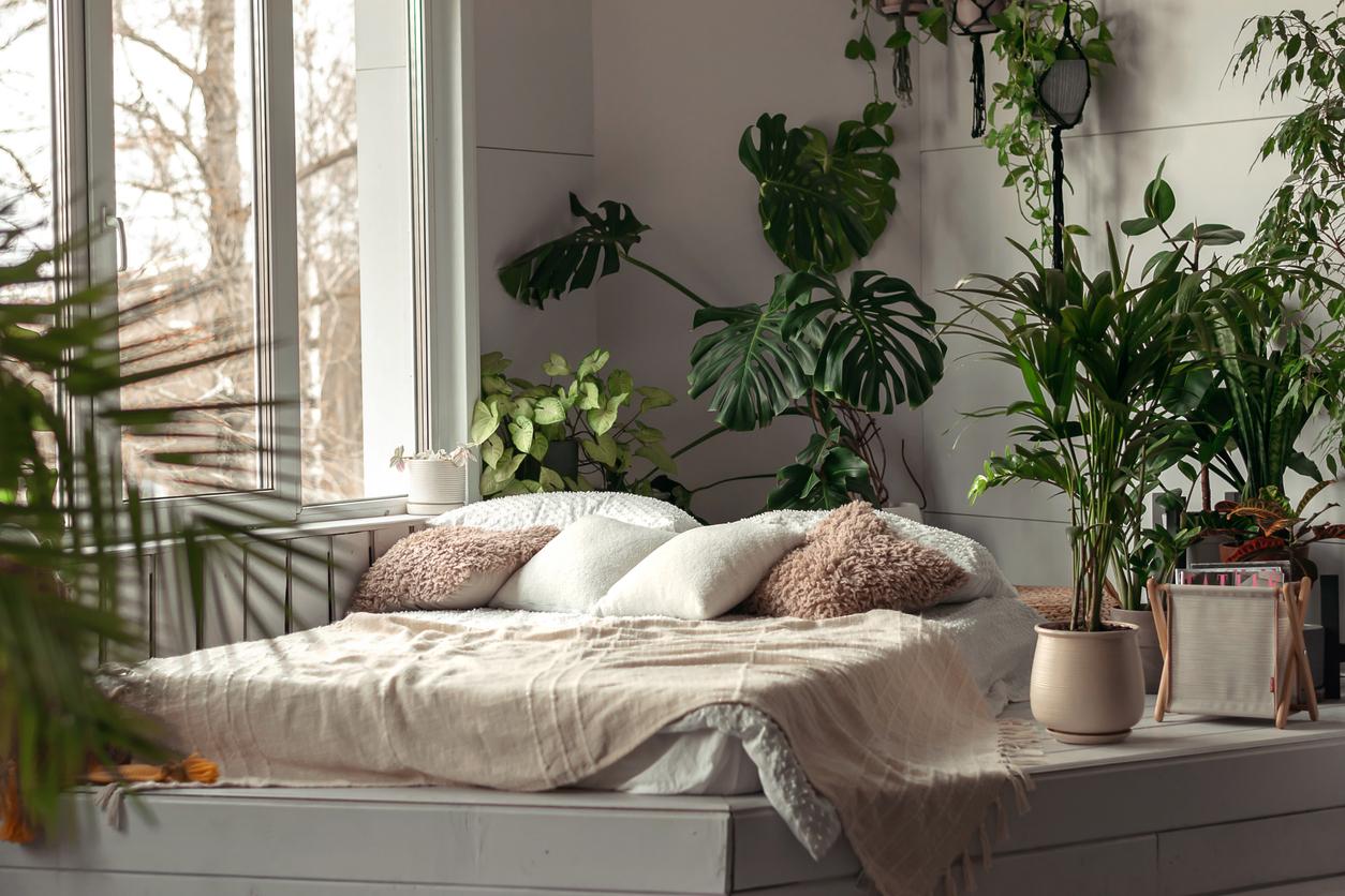 Bed surrounded by a variety of houseplants