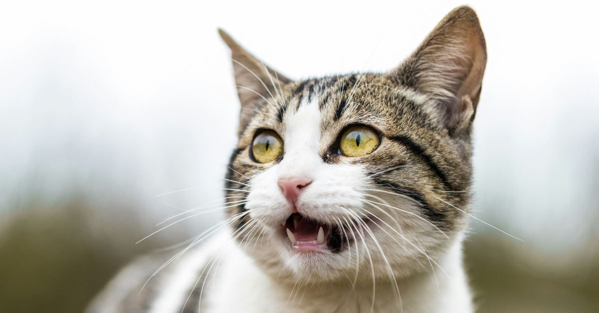 Here’s Why Cats Are Hilariously Afraid of Cucumbers