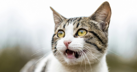 A scared cat looks off in the distance with their mouth open