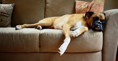 A boxer laying down on a couch.