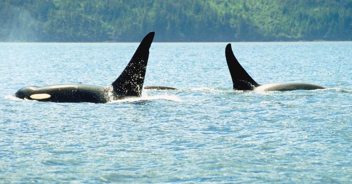 Two orcas swim side by side in the ocean.